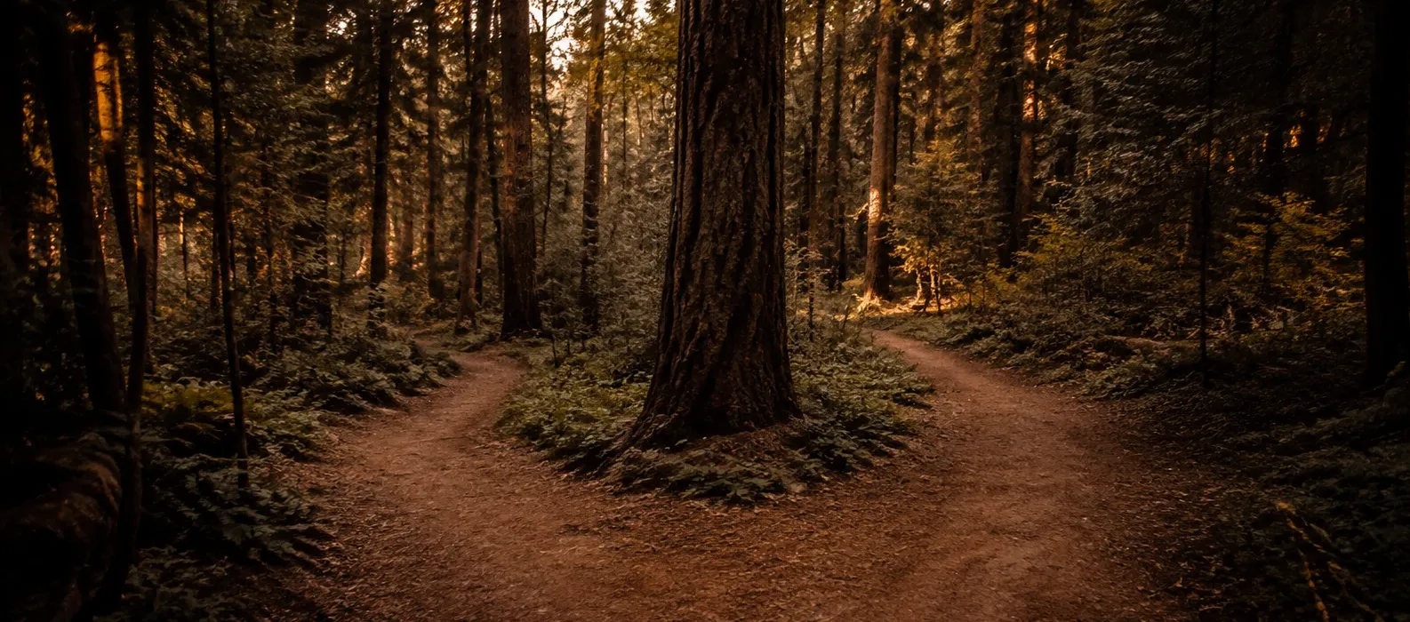 Two paths diverging around a tree in a quiet, sunlit forest.